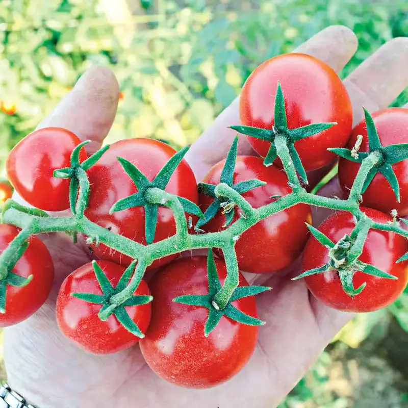 Baby Cakes Tomato Hybrid Compact Container Variety