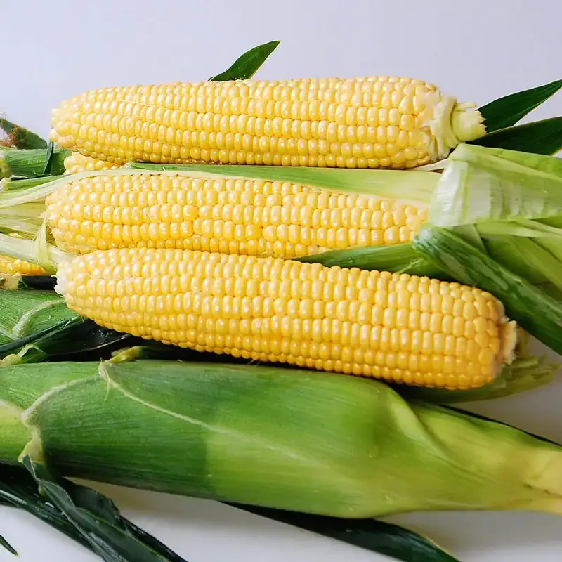 Yellowstone Hybrid Sweet Corn Seeds (sh2) - Supersweet Garden Variety