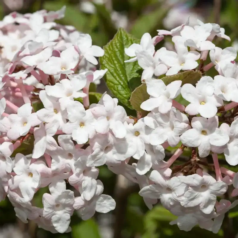 Korean Spice Viburnum (Viburnum carlesii) Fragrant Deciduous Shrub