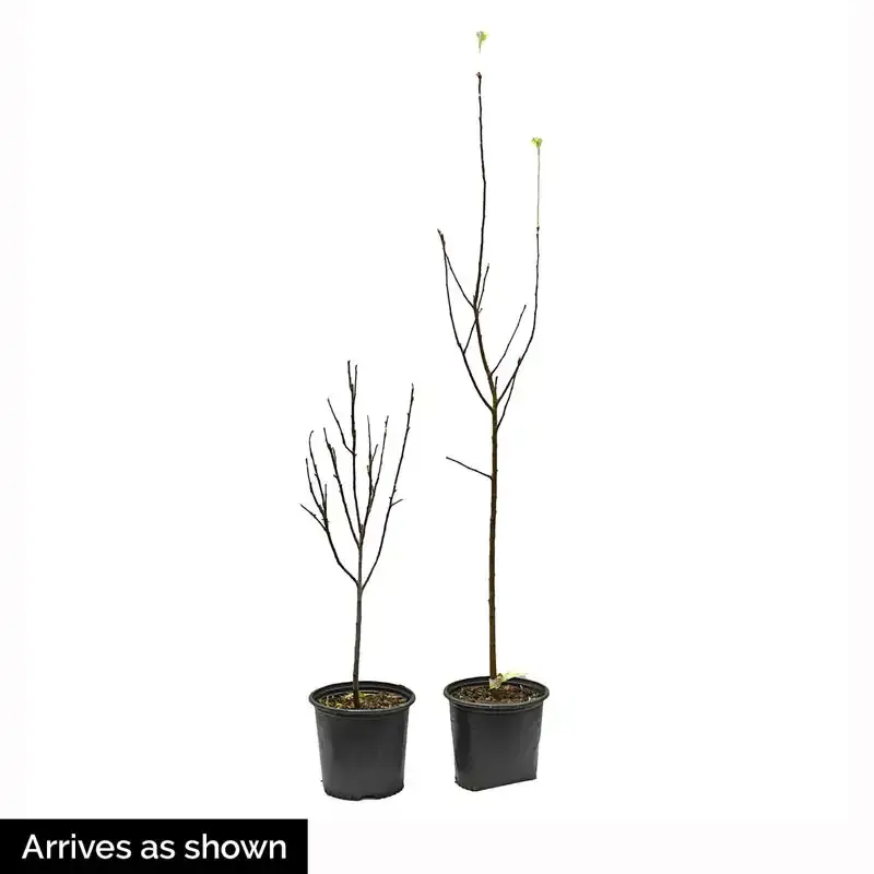Sugar Daddy Persimmon - Firm Non-Astringent Variety 2