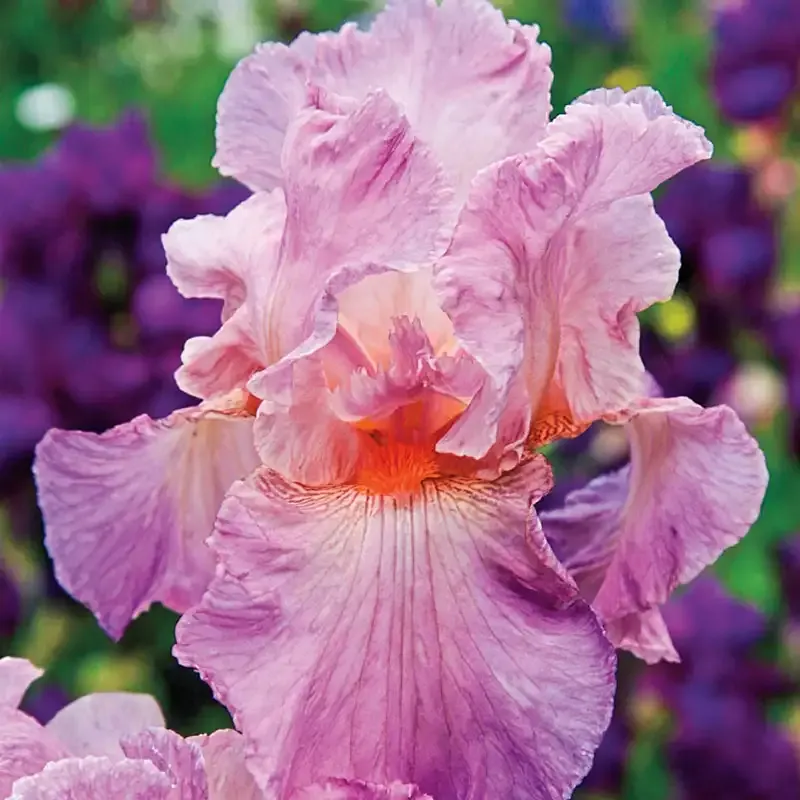 Jennifer Rebecca Reblooming Iris Perennial Garden Rhizome