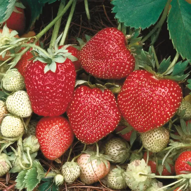 June-bearing Strawberry Plants for Seasonal Garden Harvest 1