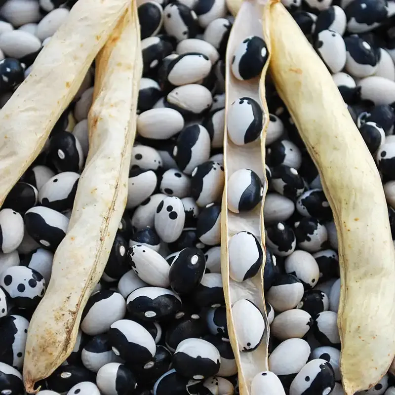 Calypso Shell Bean Heirloom Dried Legumes