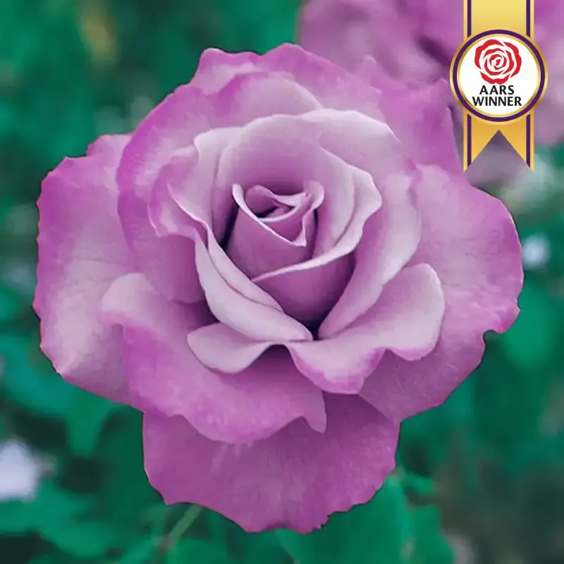 Angel Face Floribunda Rose Plant - Fragrant Lavender-Mauve Repeat Bloomer