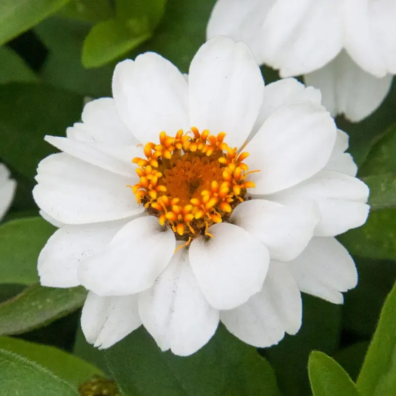 Zinnia Profusion Double White Annual Flower Seeds
