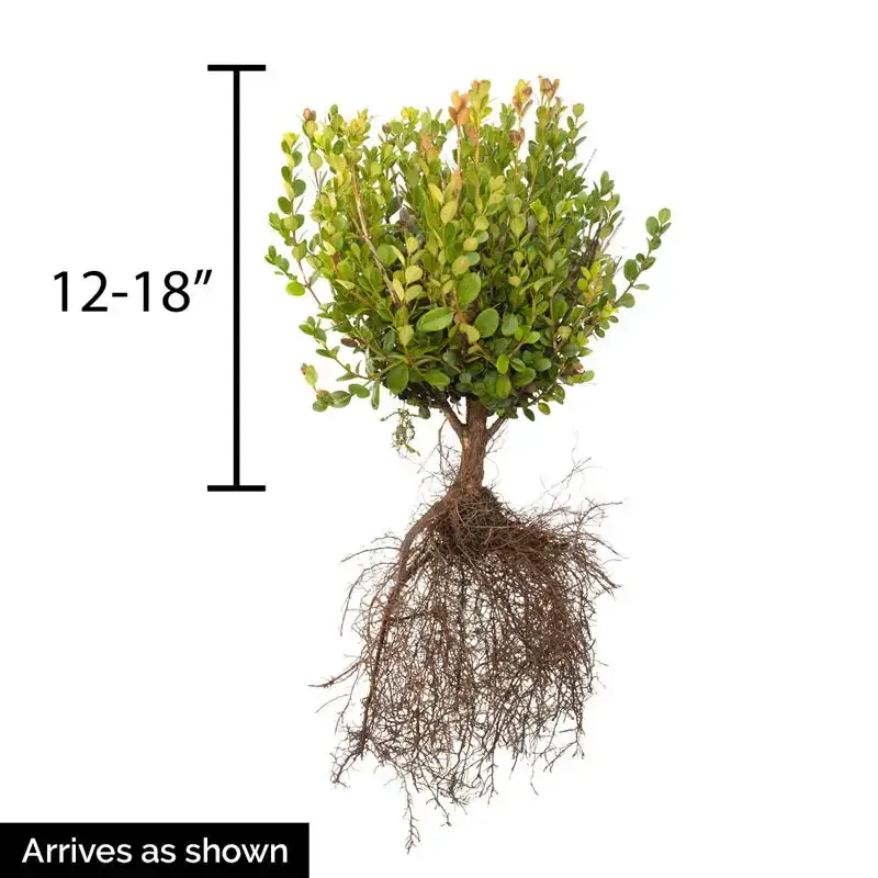 Winter Gem Boxwood Hedge Artificial Privacy Shrub 1