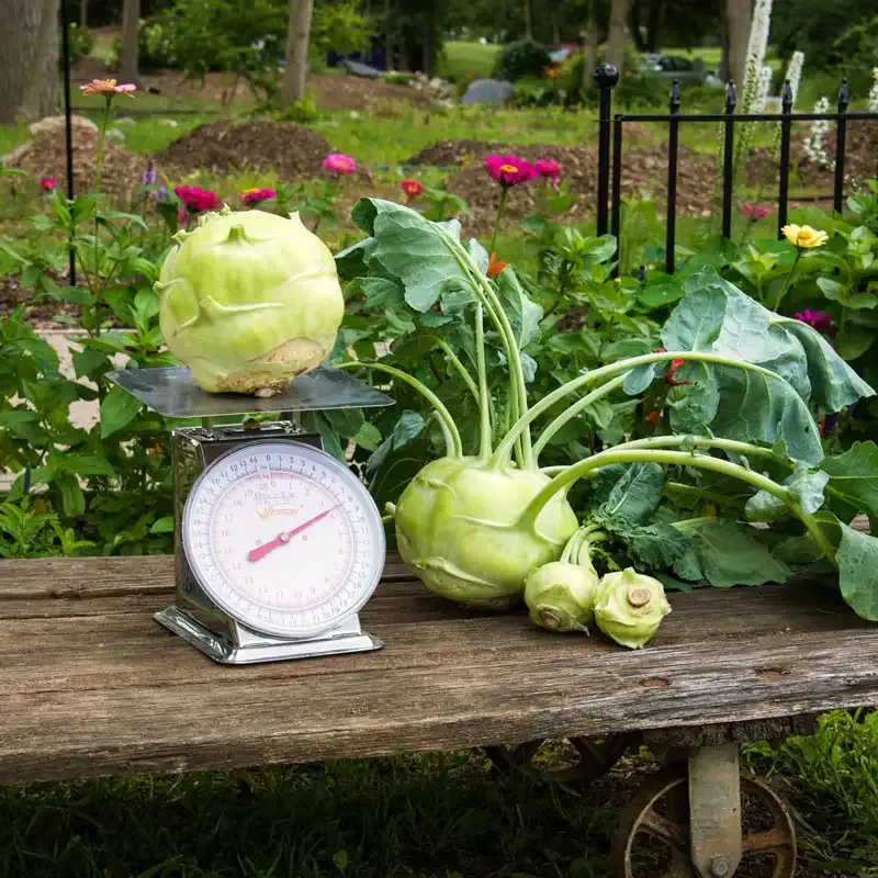 Kossak Hybrid Kohlrabi Seeds for Home Vegetable Gardening 1
