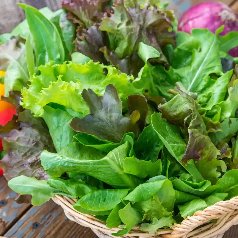 Assorted Leafy Greens Lettuce Seed Blend for Home Vegetable Gardens 2