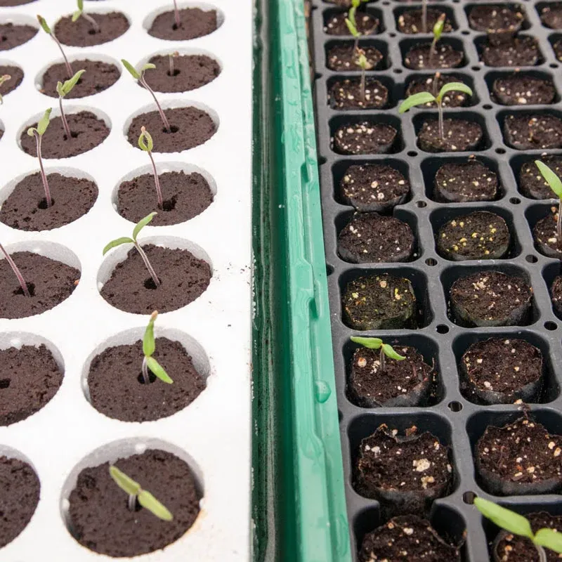 Seed Starting System with Adjustable Humidity and Drainage Trays 3