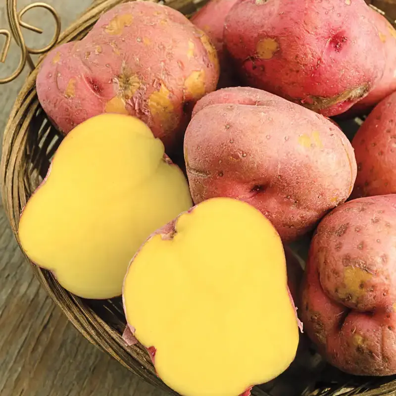 Red Gold Potatoes - Versatile Culinary Potatoes with Creamy Yellow Flesh