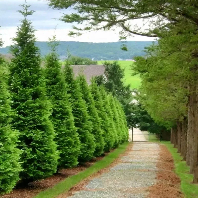 Green Giant Arborvitae (Thuja 'Green Giant') Evergreen Privacy Tree 3