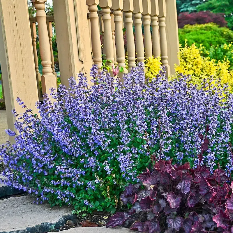 Purrsian Blue Catmint Perennial Herb Plant