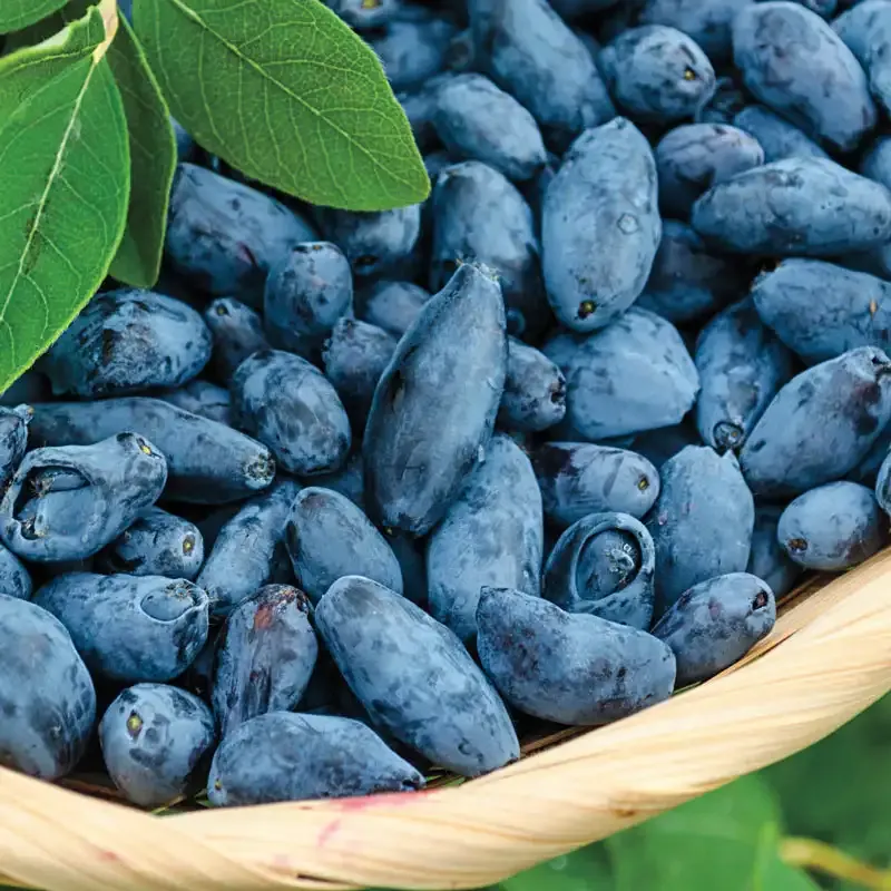 Early Blue Honeyberry Edible Fruit Shrub (Lonicera caerulea)