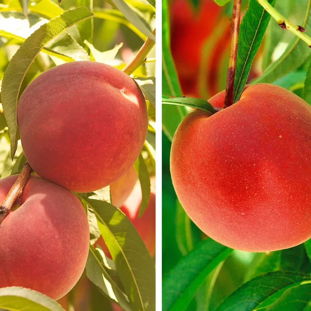 Peach Tree Pollinator Pack: Contender and TruGold Varieties
