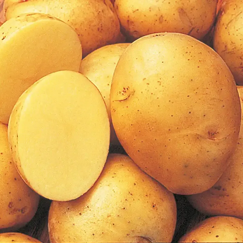 Yukon Gold Potatoes - All-Purpose Yellow-Fleshed Culinary Potatoes