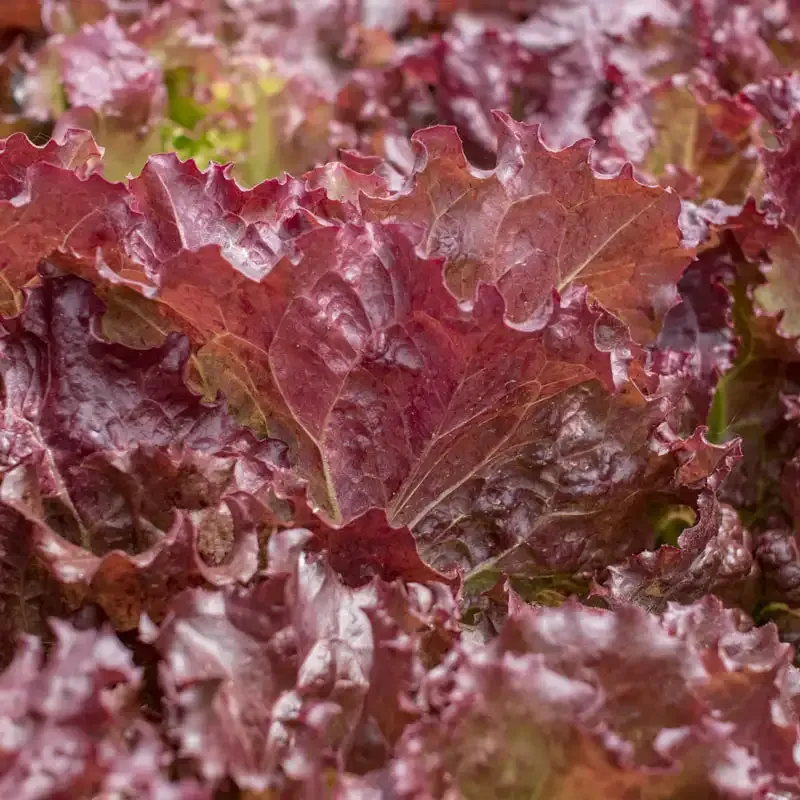 Red Velvet Leaf Lettuce Heirloom Seeds for Home Vegetable Gardens 1