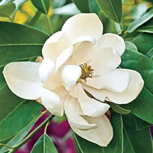 Sweetbay Magnolia Tree (Magnolia virginiana) - Fragrant Flowering Landscape Tree