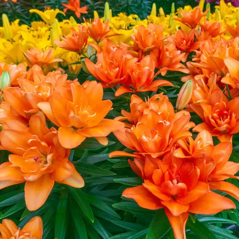 Asiatic Lily Trio Set for Garden Borders 1