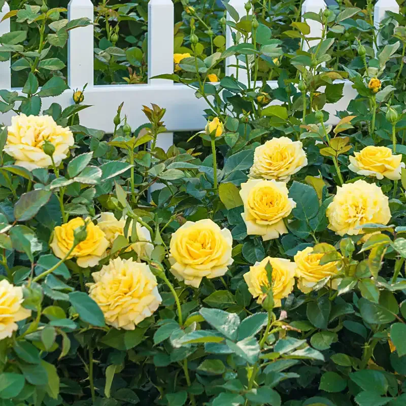 Yellow Freedom Shrub Rose - Repeat Blooming Garden Shrub
