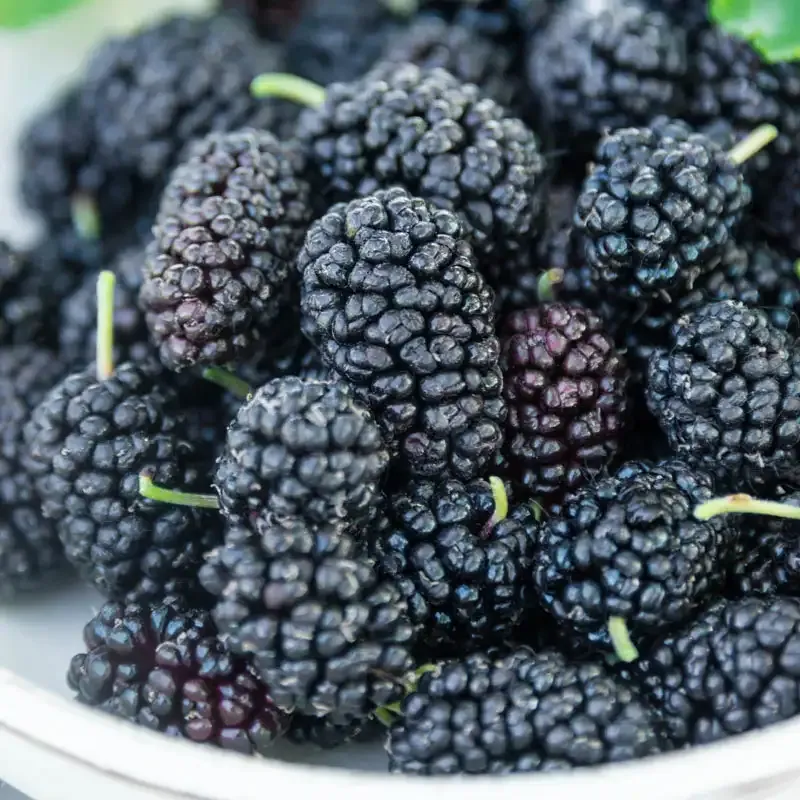 Live Mulberry Tree Deciduous Fruit-Bearing Plant