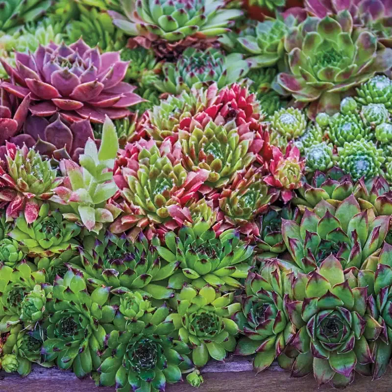 Assorted Hens and Chicks Sempervivum Succulent Collection