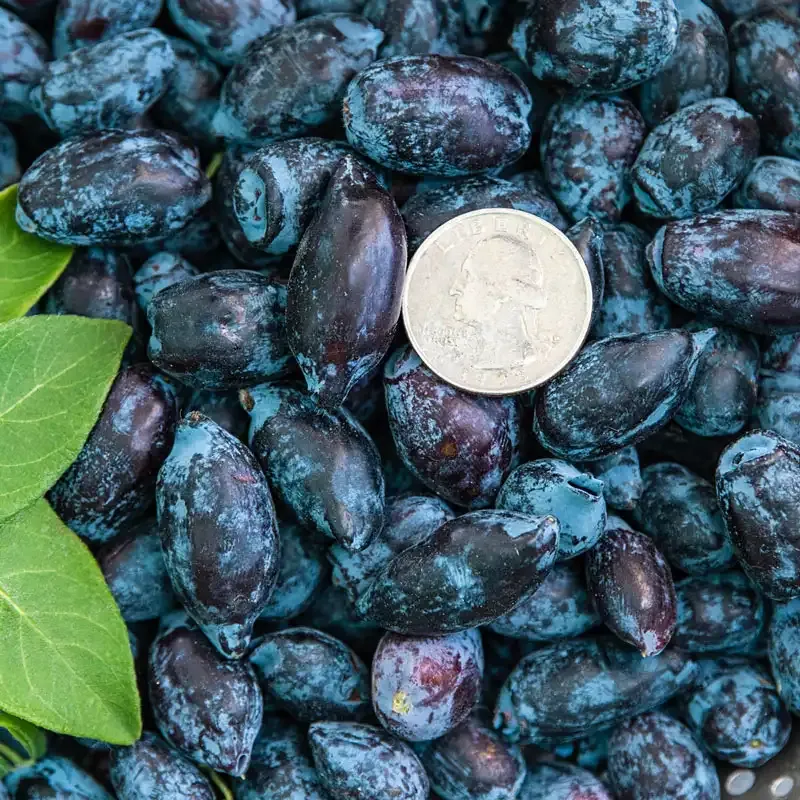 Maxine's Opus Honeyberry Shrub - Botanical Variety for Edible Landscapes