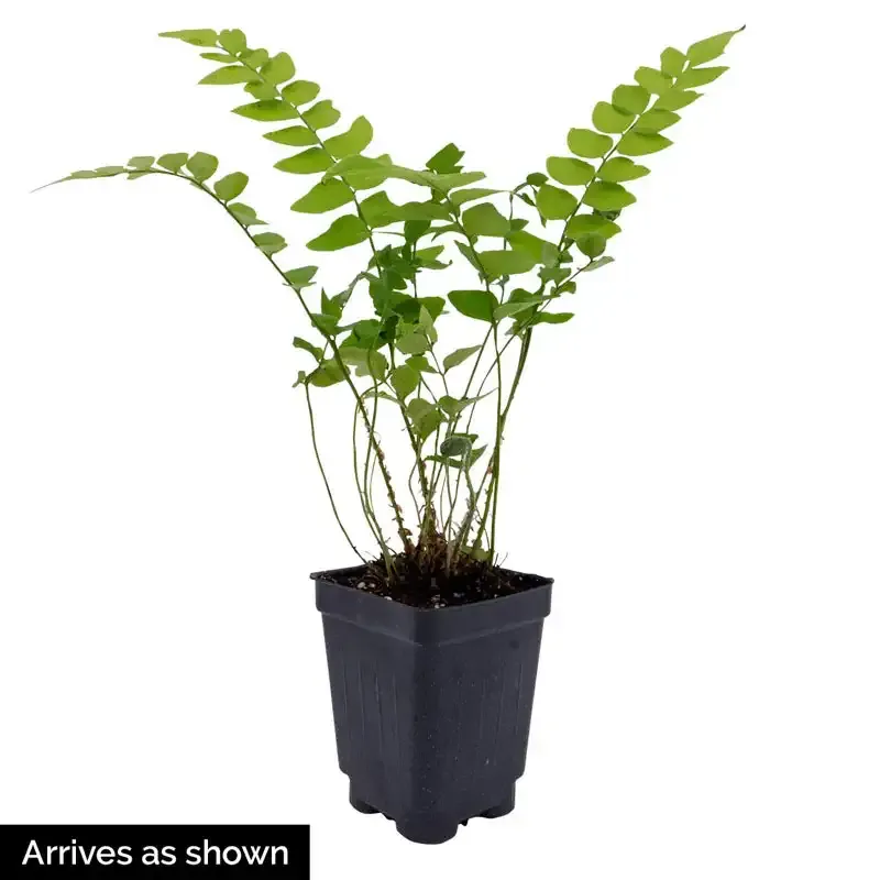 Autumn Fern Artificial Decorative Plant 1