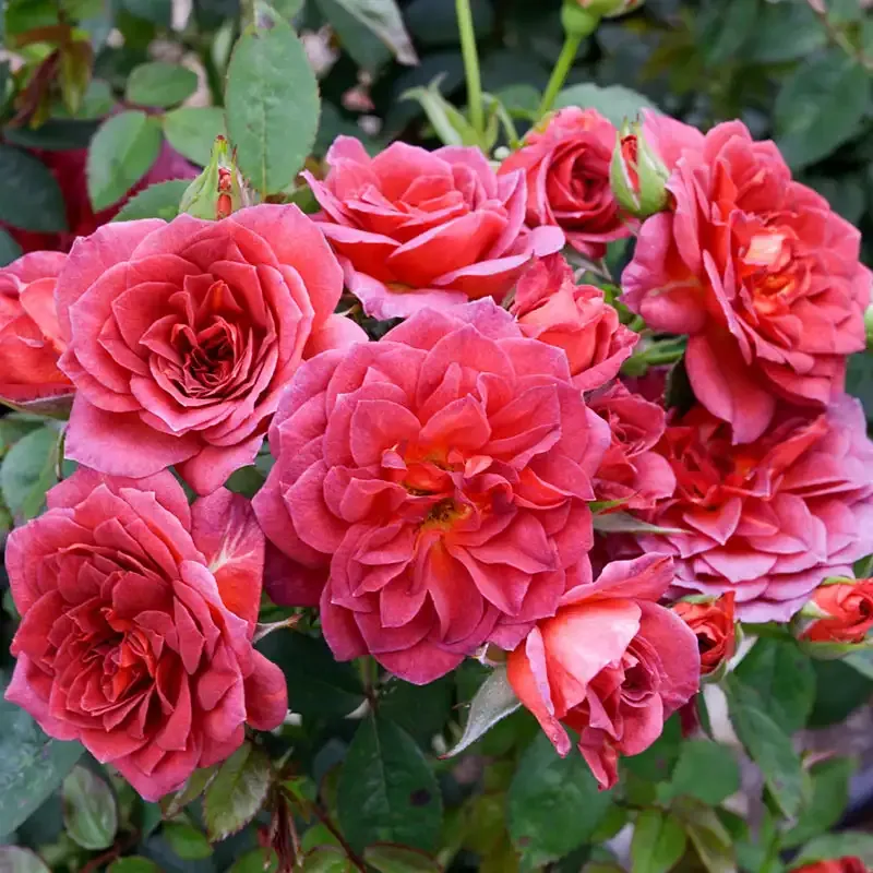 Midnight Fire Miniature Rose Compact Flowering Shrub 1