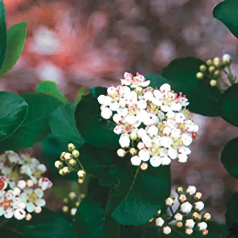 Aronia Berry Tree - Cold Hardy Black Chokeberry Shrub 1