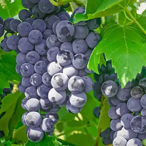 Seedless Grape Vine for Home Gardens - Hardy Fruit-Bearing Variety 2
