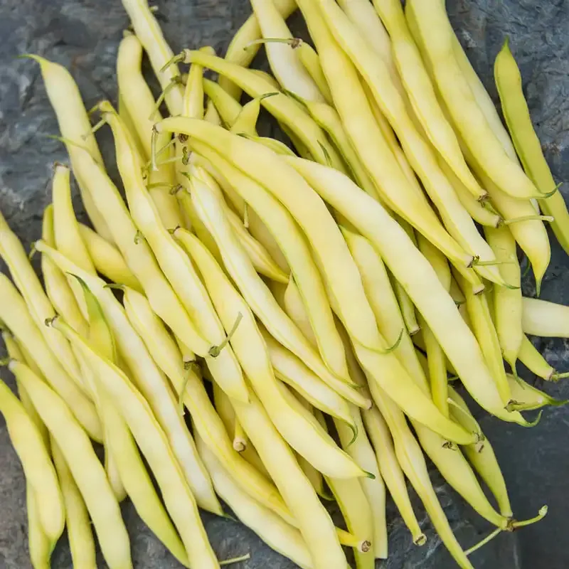 Goldrush Bush Bean Seeds - Productive Yellow Wax Bean Variety