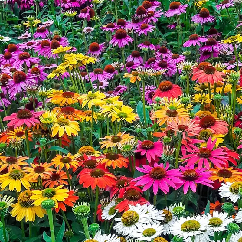 Coneflower Mix Perennial Echinacea Flower Seeds