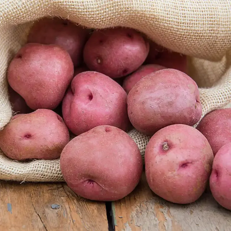 Red La Soda Potato - Smooth Red-Skinned Waxy Variety