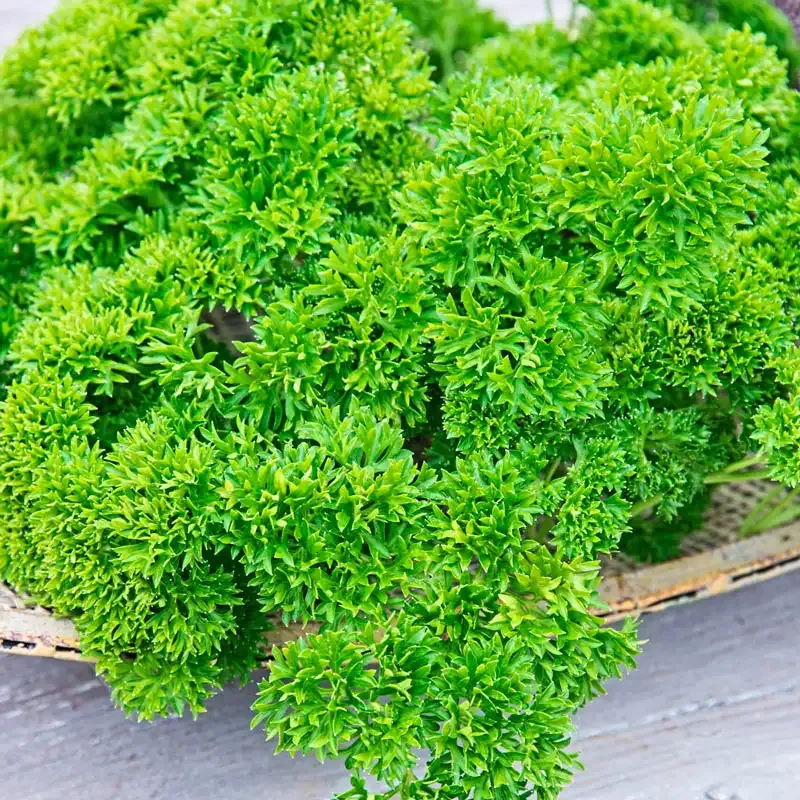 Curled Parsley Herb Seeds - Petroselinum Crispum for Home Gardens