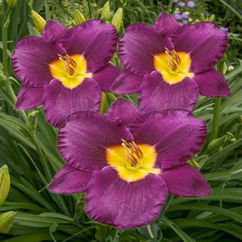 Bela Lugosi Reblooming Daylily Perennial Garden Plant 1