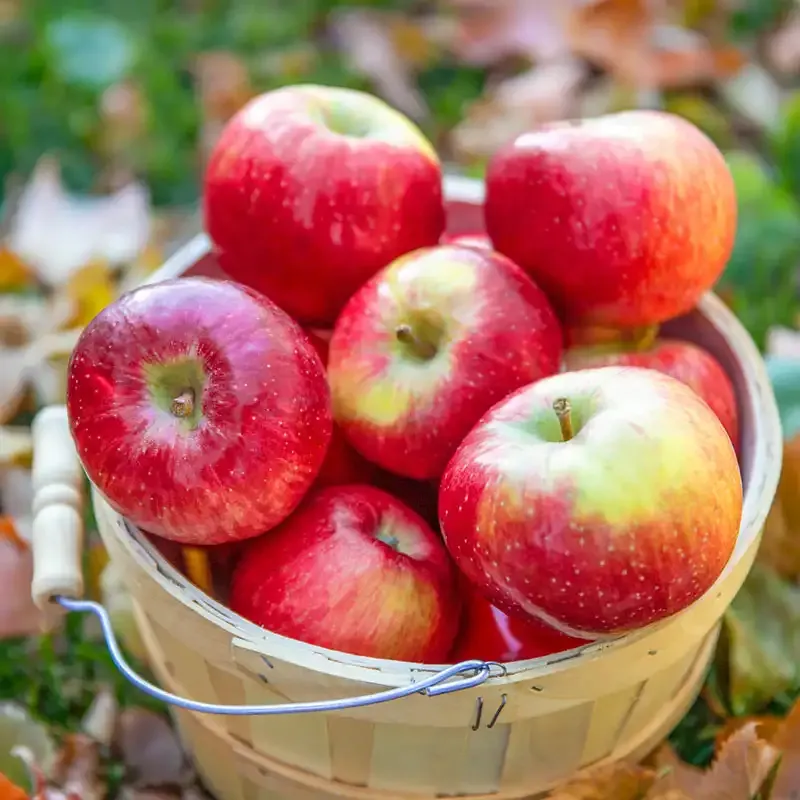 Triumph Apple Tree - Deciduous Fruit-Bearing Tree for Home Gardens