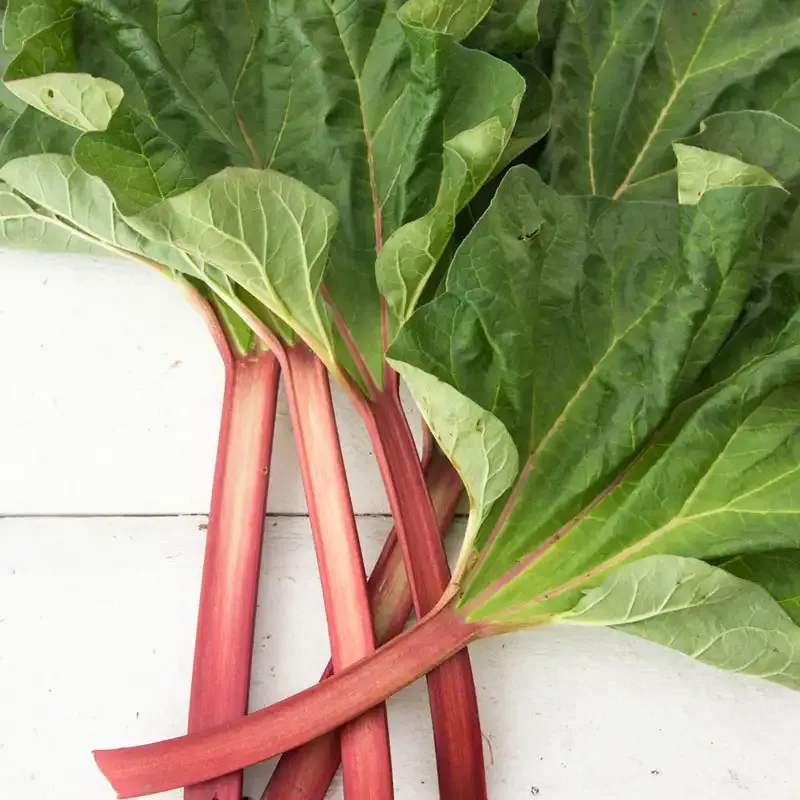 Hardy Perennial Rhubarb Starter Plant for Home Vegetable Gardens 1