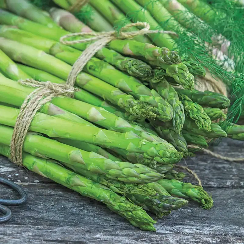 Perennial Asparagus Crowns for Home Vegetable Gardens