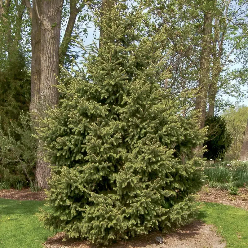 White Spruce Artificial Tree with Realistic Foliage