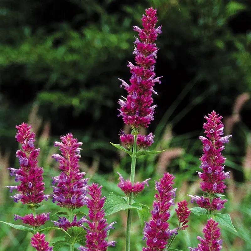 Globetrotter Hummingbird Mint Perennial Pollinator Plant