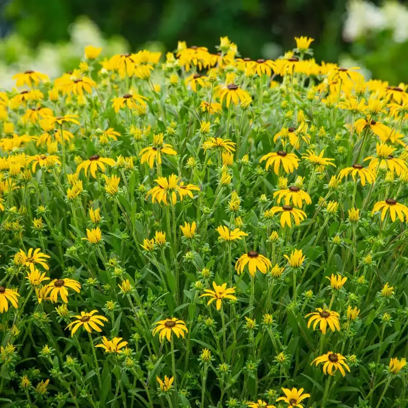 American Gold Rush Black-Eyed Susan (Rudbeckia) Perennial Plant 1