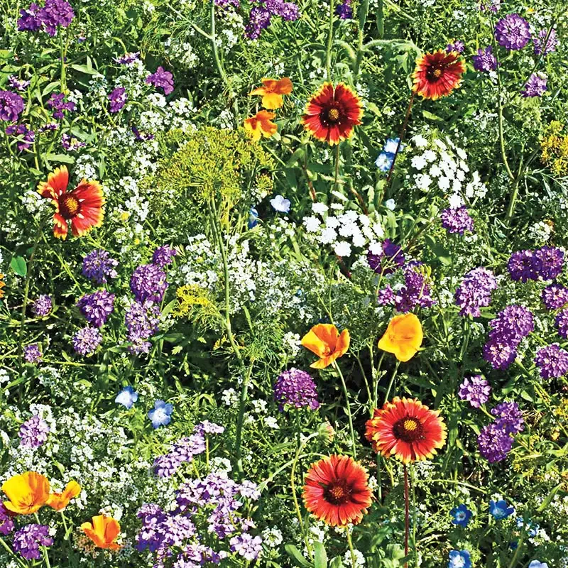 Beneficial Bug Wildflower Seed Blend for Pollinator Support