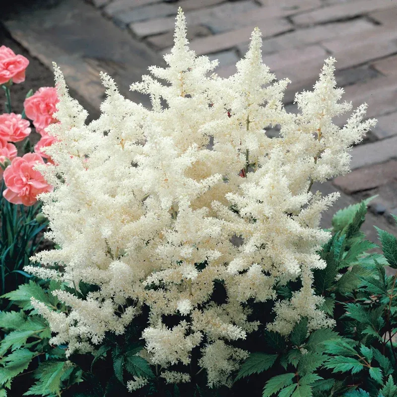 White Glory Astilbe Perennial Flowering Plant 1