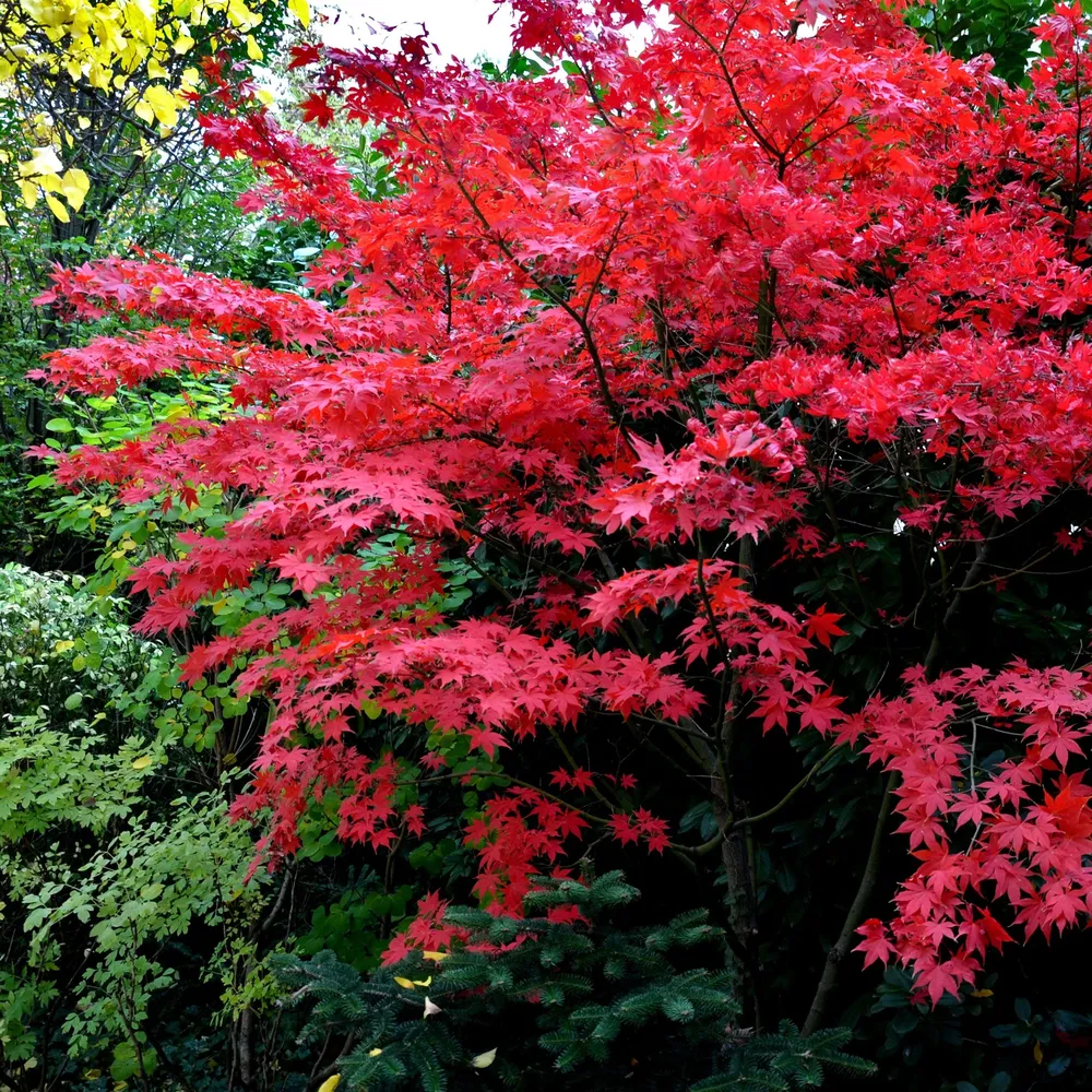 Bloodgood Japanese Maple (Acer palmatum 'Bloodgood') Ornamental Deciduous Tree 4