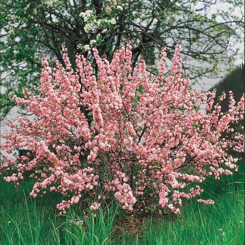 Flowering Almond (Prunus triloba) Deciduous Ornamental Shrub