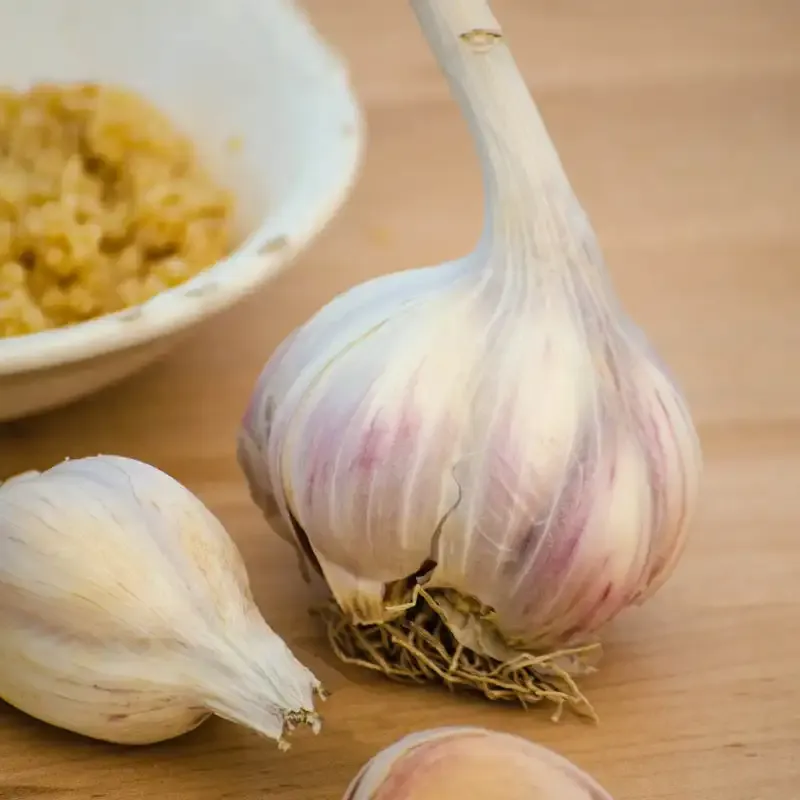 Music Hardneck Garlic Bulbs for Planting