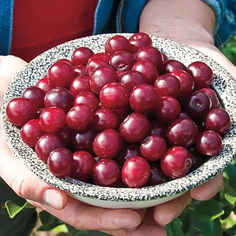 Carmine Jewel Cherry Bush - Compact Cold-Hardy Fruit Shrub