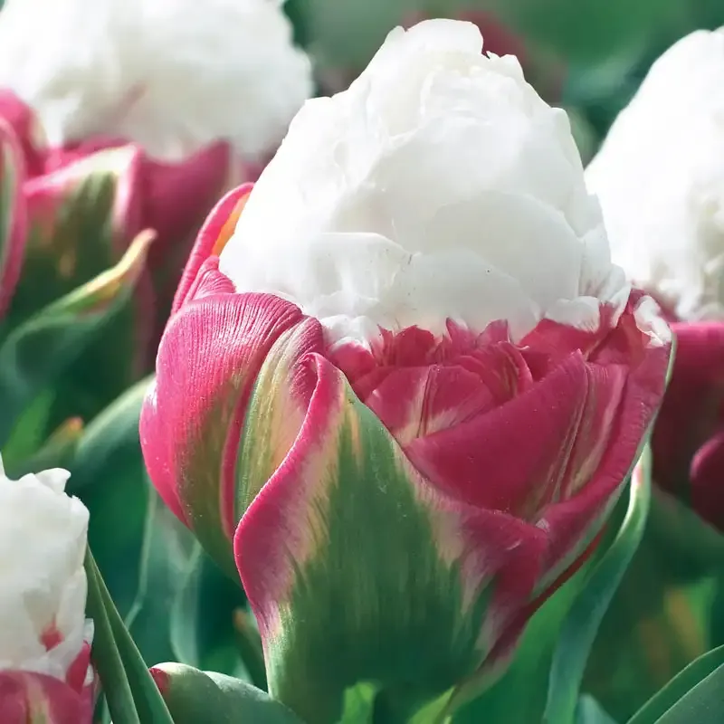 Ice Cream Tulip Decorative Floral Figurine