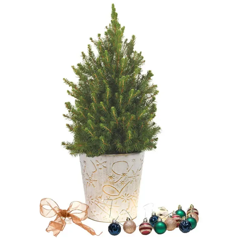 Jewel Tones Potted Spruce Tree for Indoor Decorative Display 1