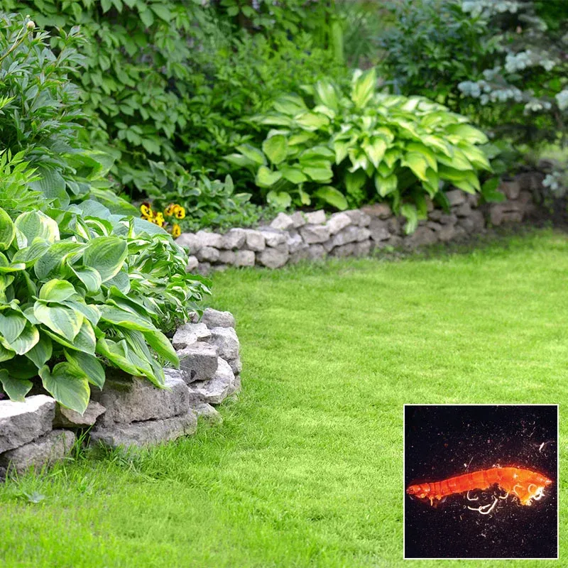 Beneficial Nematodes for Lawn and Garden Grub Management